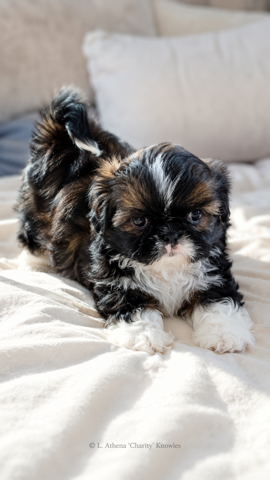 Brain First Shih Tzu puppy showing early confidence and connection