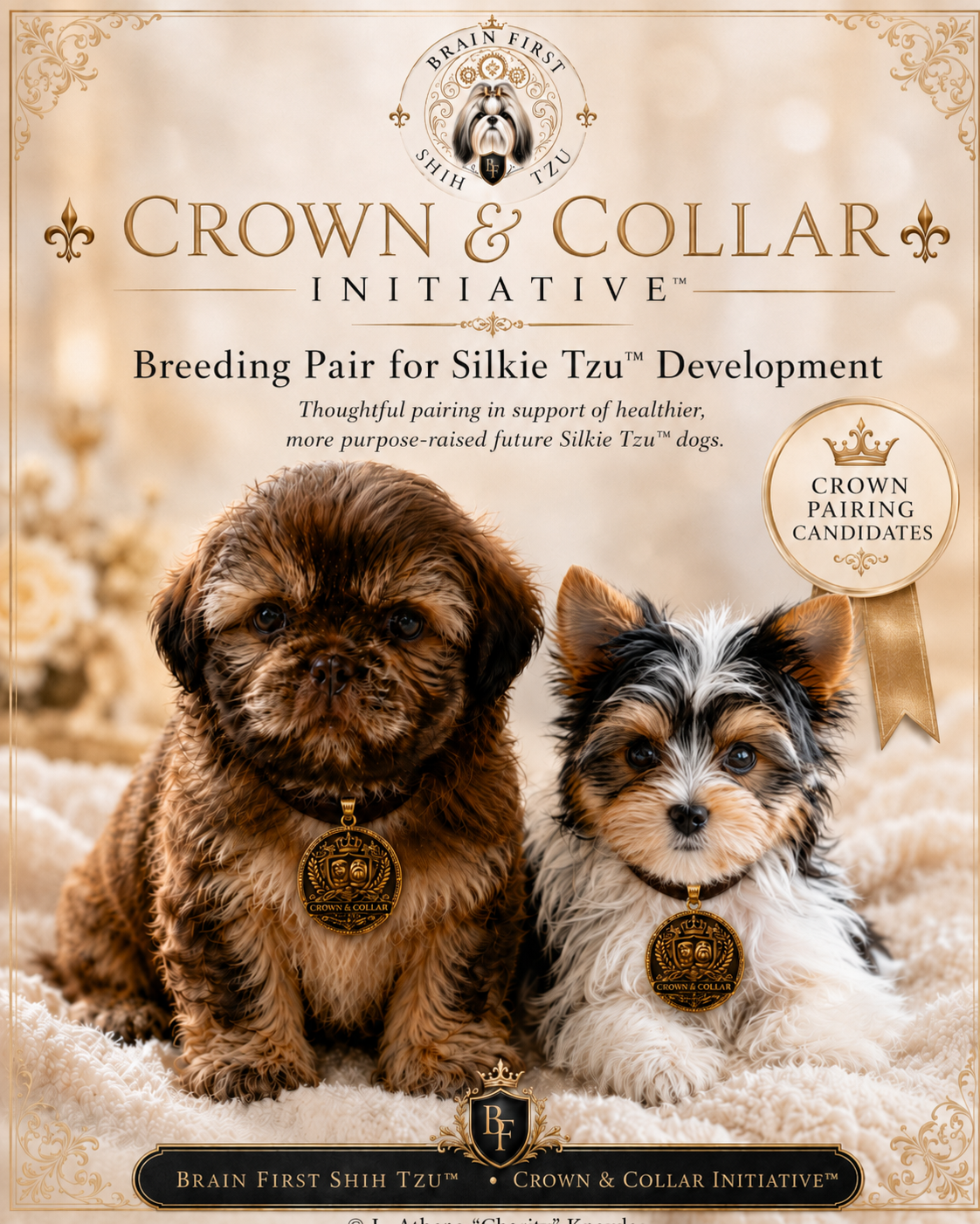Crown & Collar Initiative™ — Suggested Silkie Tzu™ Crown Pairing Candidates poster showing two proposed pairing dogs with Brain First Shih Tzu™ branding